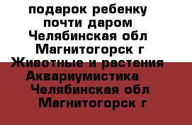 подарок ребенку - почти даром - Челябинская обл., Магнитогорск г. Животные и растения » Аквариумистика   . Челябинская обл.,Магнитогорск г.